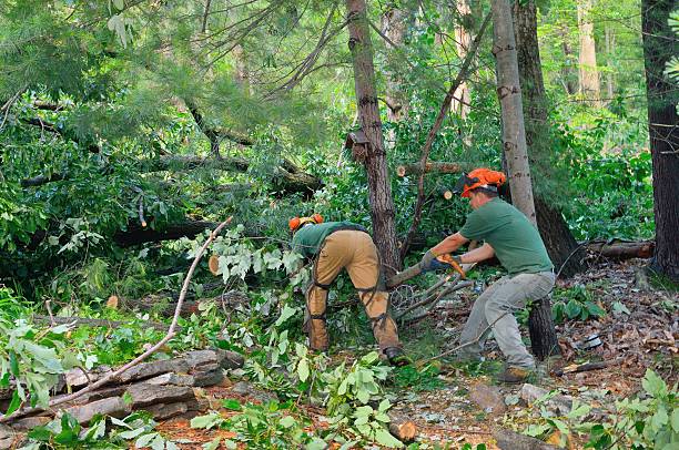 Best Local Tree Services  in Mukwonago, WI